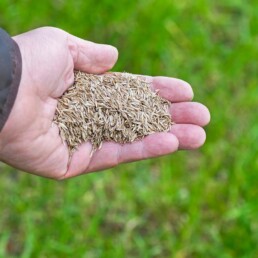 Man holds grass seeds in hand | Next Level Outdoor Services