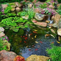 Beautiful Koi Pond | Next Level Outdoor Services